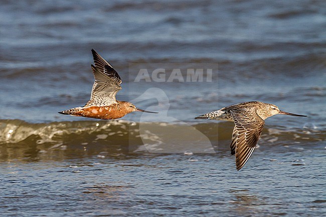Rosse Grutto, Bar-tailed Godwit, Limosa lapponica on spring migration with stopover at north sea beach stock-image by Agami/Menno van Duijn,