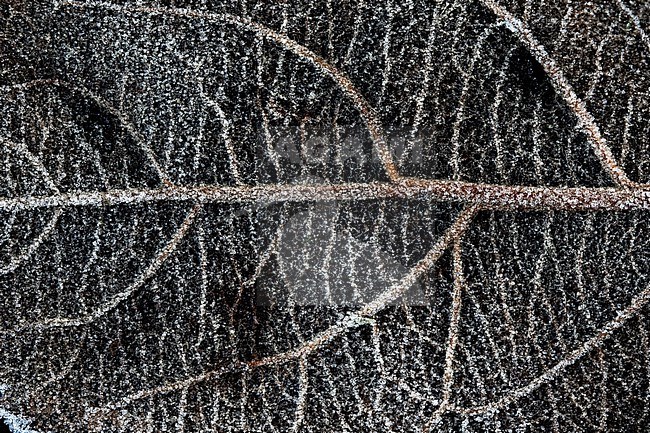 Leaf vein stock-image by Agami/Wil Leurs,