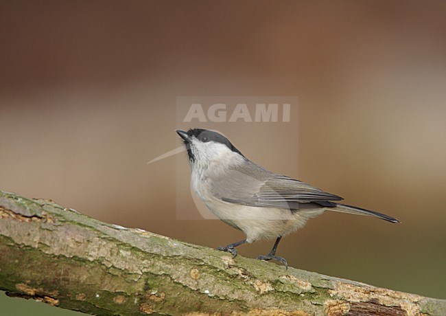 Glanskop zittend op tak; Marsh Tit perched on branch stock-image by Agami/Reint Jakob Schut,