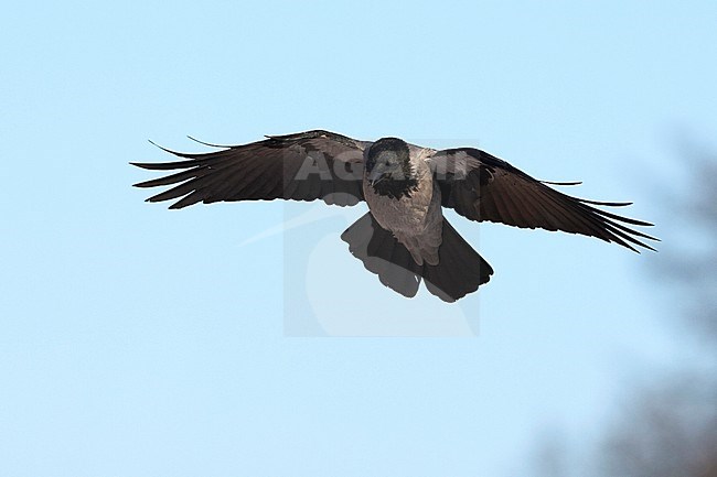 Hybrid Carrion x Hooded Crow in Germany. stock-image by Agami/Mathias Putze,