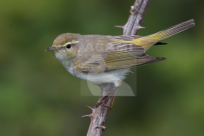 Western Bonelli's Warbler (Phylloscopus bonelli) adult perched on a branch with thorns stock-image by Agami/Daniele Occhiato,