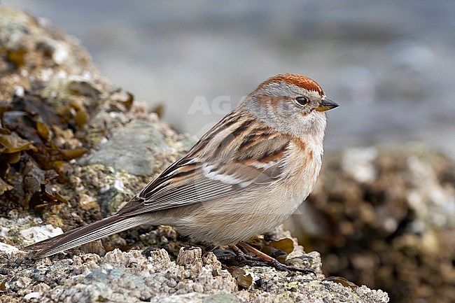 A beautiful and rare close up shot of an adult male American Tree Sparrow foraging on rocks right at the sea water at Jericho Park in Vancoucer, British Colombua. stock-image by Agami/Jacob Garvelink,