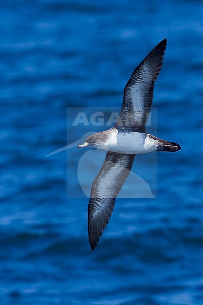 Birds of Peru, the Pink-footed Shearwater stock-image by Agami/Dubi Shapiro,