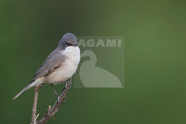 Hume's Whitethroat (Sylvia althaea), Tajikistan, adult perched on a branch with background green stock-image by Agami/Ralph Martin,