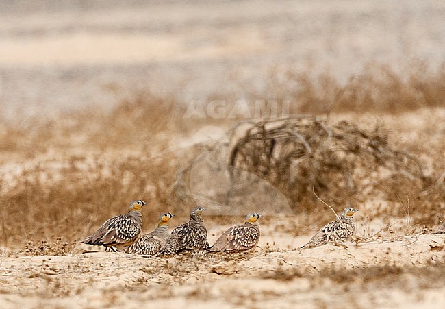 Crowned Sandgrouses (Pterocles coronatus) in the Negev desert, Israel stock-image by Agami/Marc Guyt,