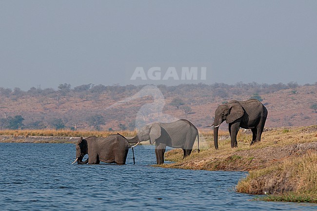 A group of African elephants, Loxodonta africana, crossing the Chobe River. Chobe River, Chobe National Park, Botswana. stock-image by Agami/Sergio Pitamitz,