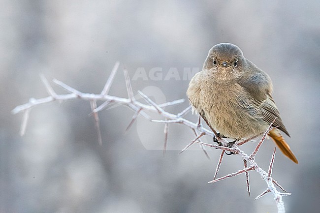 Wintering Black Redstart (Phoenicurus ochruros gibraltariensis) in Italy. stock-image by Agami/Daniele Occhiato,