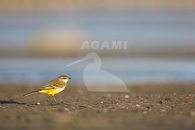 Blue-headed Wagtail (Motacilla flava ssp. flava) adult stock-image by Agami/Ralph Martin,