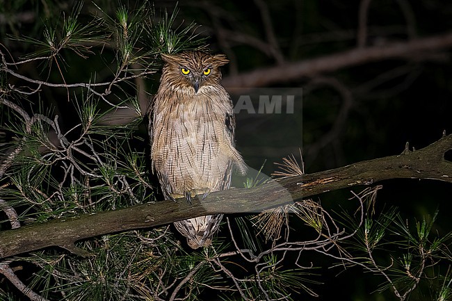 Turkish Fish Owl (Ketupa semenowi) aka Brown Fish Owl sitting on a Pine Tree along the Manavgat River in Taurus Mountains, Turkey. stock-image by Agami/Vincent Legrand,