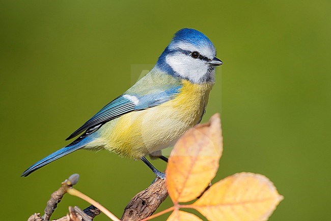 Eurasian Blue Tit (Cyanistes caeruleus), side view of an adult perched on a branch stock-image by Agami/Saverio Gatto,