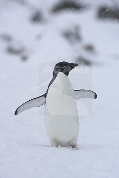 Adelie Penguin in the snow; Adelie Pinguin in de sneeuw stock-image by Agami/Marc Guyt,