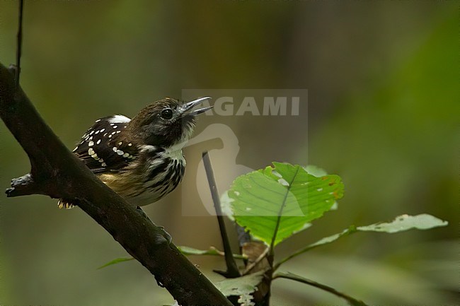 Birds of Peru, a Dot-backed Antbird stock-image by Agami/Dubi Shapiro,