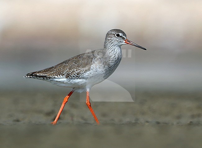 Central Asian Common Redshank (Tringa totanus ussuriensis) at Sur in Oman. Walking during low tide over mud flat. stock-image by Agami/Aurélien Audevard,