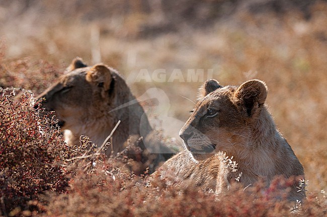 A pair of lions, Panthera leo, resting. Mashatu Game Reserve, Botswana. stock-image by Agami/Sergio Pitamitz,