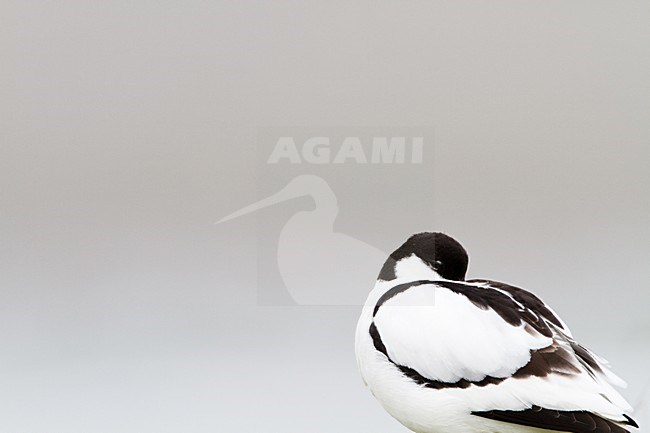 Kluut volwassen rustend; Pied Avocet adult resting stock-image by Agami/Menno van Duijn,