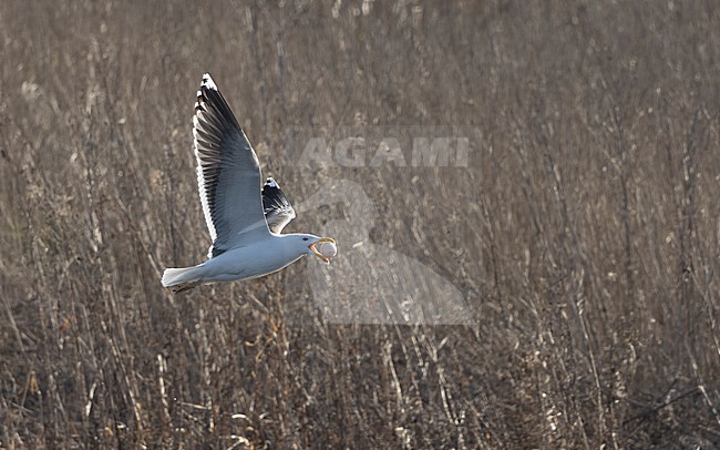 Great Black-backed Gull (Larus marinus) flying with a stolen goose-egg in Strødam Engsø, Denmark stock-image by Agami/Helge Sorensen,