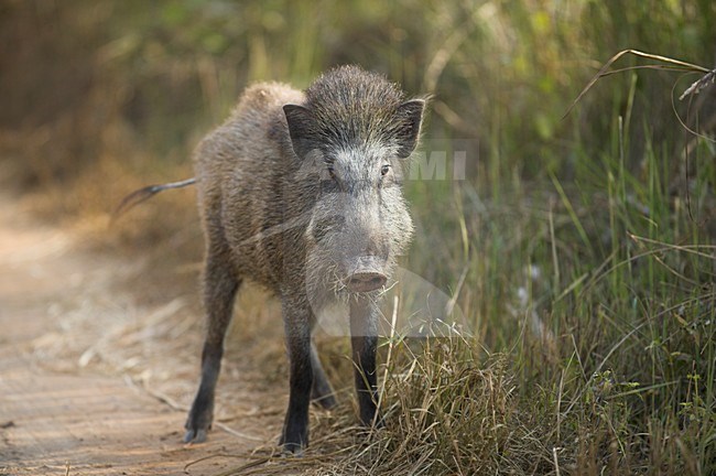 Wild Boar on forest path India, Wild zwijn op bospad India stock-image by Agami/Jari Peltomäki,