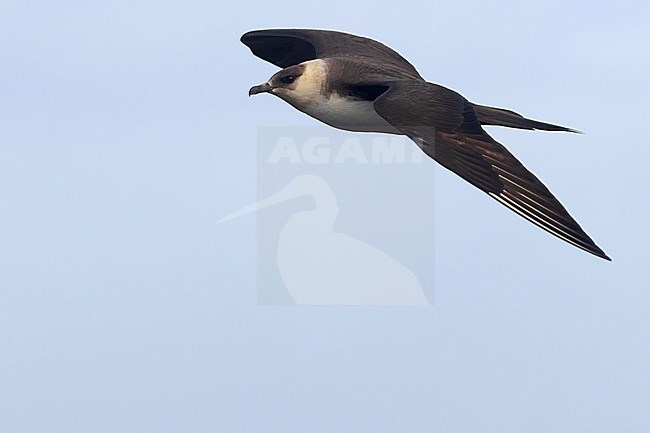 An adult Parasitic Jaeger is seen flying against a clear white and blue background showing off its characteristic silhouette. stock-image by Agami/Jacob Garvelink,
