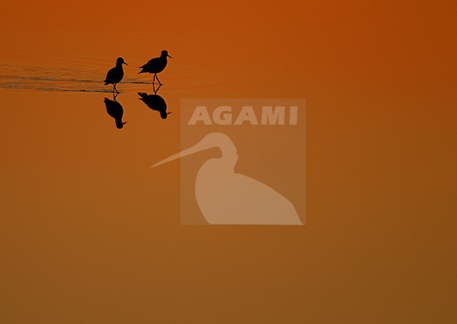 Tureluurs baltsend tijdens zonsondergang, Common Redshanks displaying at dusk stock-image by Agami/Danny Green,
