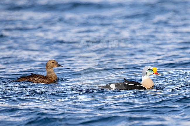  stock-image by Agami/Menno van Duijn,