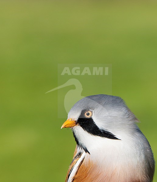 Bearded Reedling (Panurus biarmicus) male close-up, portrait stock-image by Agami/Martijn Verdoes,