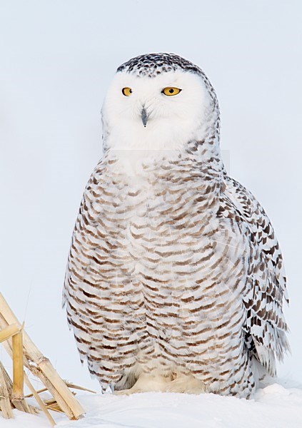 Sneeuwuil zittend op de grond; Snowy Owl perched on the ground stock-image by Agami/Markus Varesvuo,