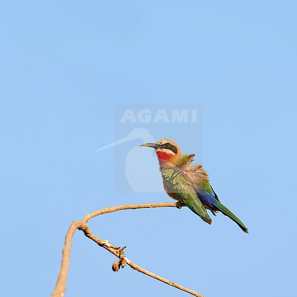Sunbathing White-fronted Bee-eater (Merops bullockoides) perched on a branch against a blue sky as a background, Zimbabwe stock-image by Agami/Tomas Grim,