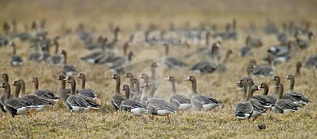 White-fronted Goose a group on grassland, Kolgans een groep op grasland stock-image by Agami/Markus Varesvuo,