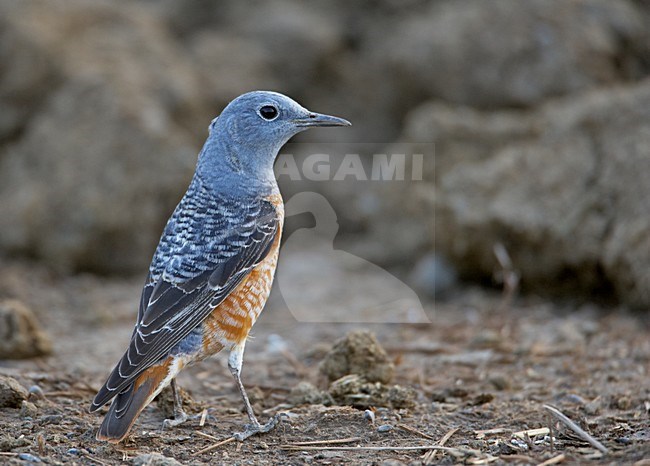 Onvolwassen Mannetje Rode Rotslijster; Immature Male Rufous-tailed Rock Thrush stock-image by Agami/Markus Varesvuo,
