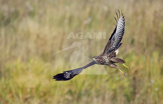 Buizerd in de vlucht; Common Buzzard in flight stock-image by Agami/Markus Varesvuo,