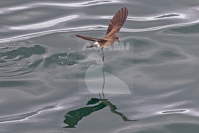 Elliot's storm petrel (Oceanites gracilis galapagoensis) at sea off the Galapagos Islands, part of the Republic of Ecuador. Also known as the white-vented storm petrel. stock-image by Agami/Pete Morris,