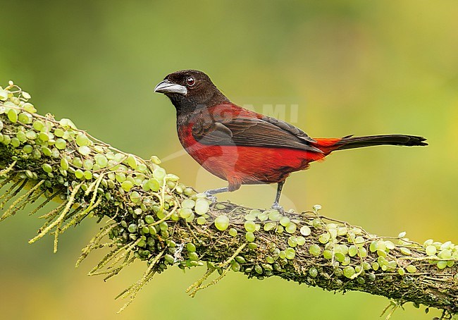 A female Crimson-backed Tanager (Ramphocelus dimidiatus dimidiatus) (subspecies) perched on a branch in Manizales, Colombia, South-America. stock-image by Agami/Steve Sánchez,