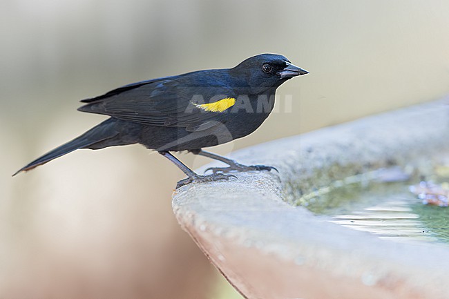 Yellow-shouldered Blackbird (Agelaius xanthomus) perched in Puerto Rico stock-image by Agami/Dubi Shapiro,