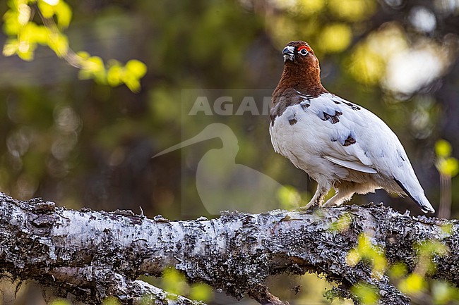 Adult male Willow Grouse (Lagopus lagopus) on the arctic taiga of Finland. stock-image by Agami/Daniele Occhiato,