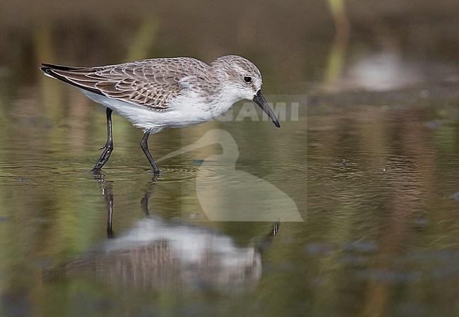 First-winter Western Sandpiper (Calidris mauri) in autumn plumage stock-image by Agami/Ian Davies,