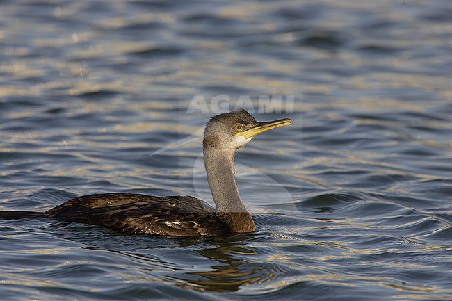 European Shag, Kuifaalscholver, Phalacrocorax aristotelis stock-image by Agami/Arie Ouwerkerk,