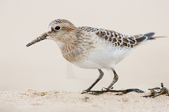 Bairds Strandloper op strand Wassenaar; Baird's Sandpiper on Wassenaar Beach (Netherlands) stock-image by Agami/Menno van Duijn,