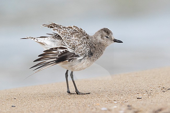 Grey Plover (Pluvialis squatarola), side view of an adult in winter plumage shaking its feathers, Campania, Italy stock-image by Agami/Saverio Gatto,