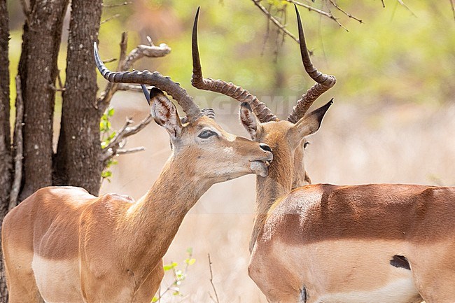 Impala (Aepyceros melampus), two adult males in mutual grooming, Mpumalanga, South Africa stock-image by Agami/Saverio Gatto,