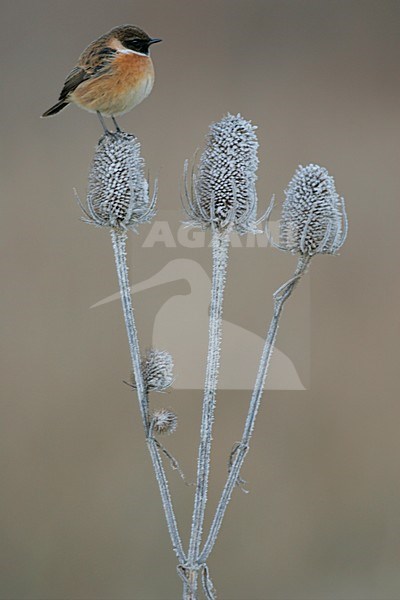 Mannetje Roodborsttapuit in zit; Male European Stonechat perched stock-image by Agami/Menno van Duijn,