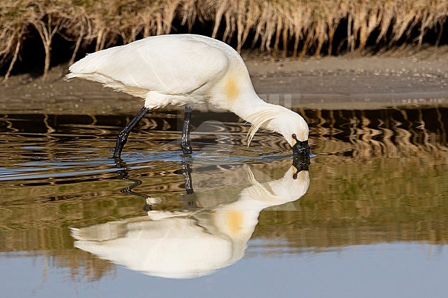 A close-up of an andult Eurasian Spoonbill foraging with its clear reflection. stock-image by Agami/Jacob Garvelink,