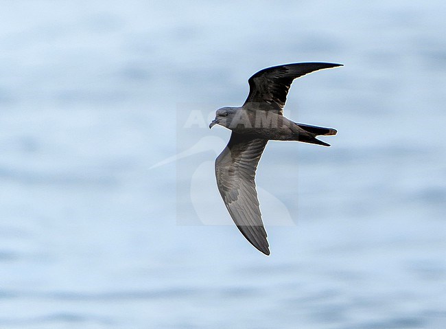 Markham's storm petrel (Oceanodroma markhami) in flight at sea off Chile. stock-image by Agami/Dani Lopez-Velasco,