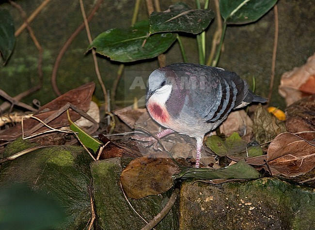 Luzon Bleeding-heart (Gallicolumba luzonica) foraging in the forest of the Philippines stock-image by Agami/Andy & Gill Swash ,