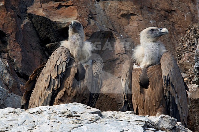 Twee Vale Gieren tegen rotswand; Two Griffon Vultures on ledge stock-image by Agami/Markus Varesvuo,