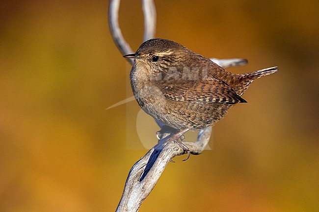 Winter Wren (Troglodytes troglodytes) perched on a small twig in Italy. stock-image by Agami/Daniele Occhiato,
