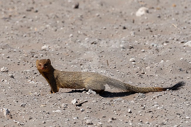 A slender mongoose, Galerella sanguinea. Kalahari, Botswana stock-image by Agami/Sergio Pitamitz,