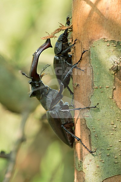Vliegend hert, Stag beetle stock-image by Agami/Rob de Jong,