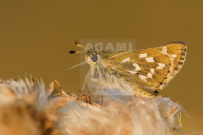 Silver-spotted Skipper, Hesperia comma stock-image by Agami/Wil Leurs,