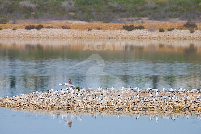 Colony Slender-billed Gull's (Chroicocephalus genei) in Spain stock-image by Agami/Arnold Meijer,
