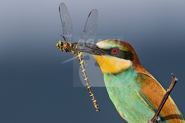 European Bee-eater - Bienenfresser - Merops apiaster, Germany, adult with Sombre Goldenring (Cordulegaster bidentata) stock-image by Agami/Ralph Martin,